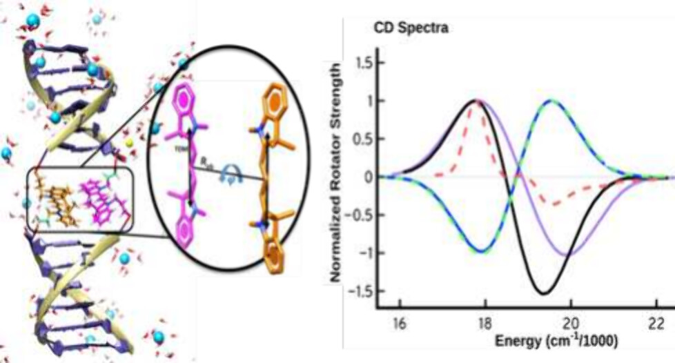 Molecular Dynamical and Quantum Mechanical Exploration of the Site-Specific Dynamics of Cy3 dimers internally linked to dsDNA